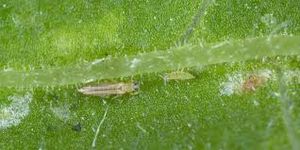 uploads/images/pest/tea thrips.jpg